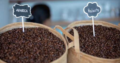 Was ist der Unterschied zwischen Arabica und Robusta?